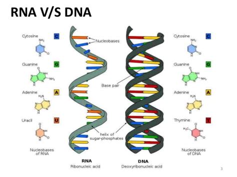 Let's start with mrna or messenger rna, so named because it acts as the messenger between dna and protein production. Rna structure