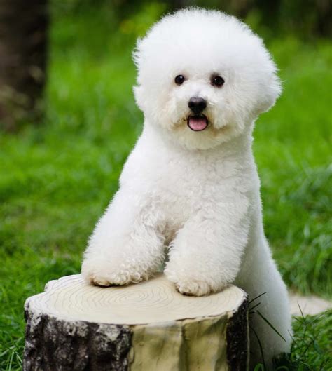 Hypoallergenic Dog Breeds Dogs That Dont Shed K9