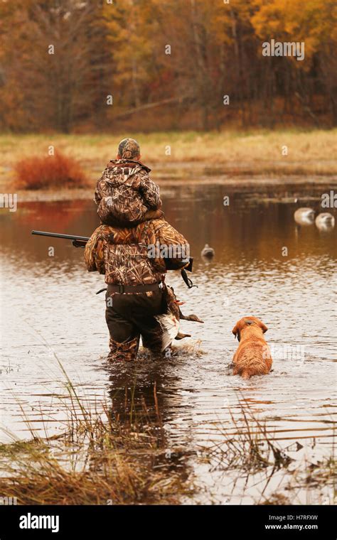 Father Carries Son Through Water With Dog While Duck Hunting Stock