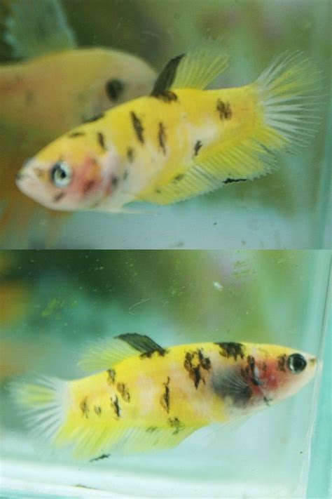 Although male bettas are aggressive to other males, they. fwbettashmp1418097239 - Koi yellow female F499 (With ...