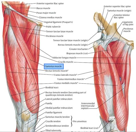 Sartorius muscle anatomy, action, function, strain & sartorius muscle flap