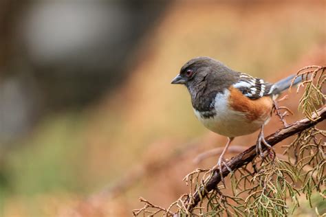 Spotted Towhee T Kahler Photography