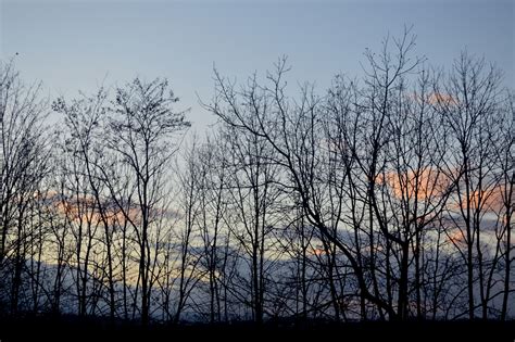 Free Images Tree Nature Forest Branch Cold Cloud Sky Sunset