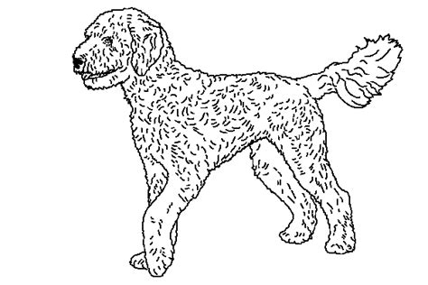 Goldendoodle Coloring Pages - WICOMAIL