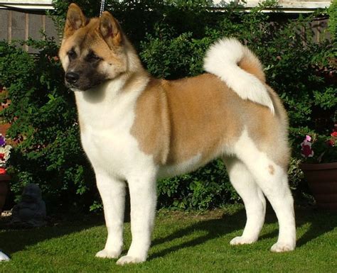 Akita Akita Dog Dog Breeds Best Guard Dogs