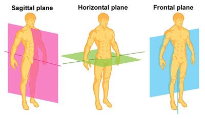 Planes of Movement | The Skeleton & Bones | Anatomy & Physiology