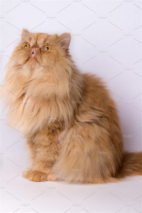 Doll Face Persian Cat Yellow Pets Lovers