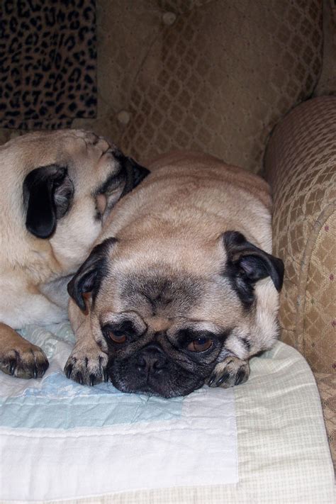 Pug Love Pug Love Pugs Animals