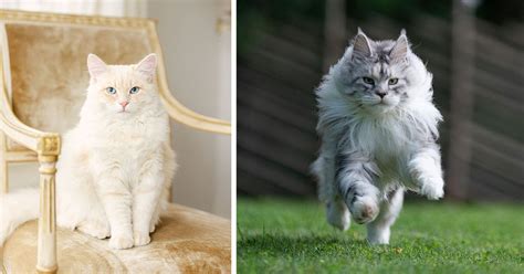 Regal And Ruling 20 Pictures Of The Most Majestic Cats I Can Has