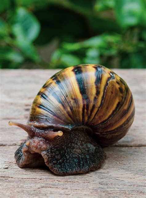 Riant Brown Snail Stockfoto Bild Von Snail Riant Brown 163043854
