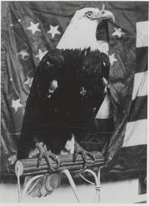 The Story Of Old Abe Famous Wisconsin War Eagle On 101st Airborne