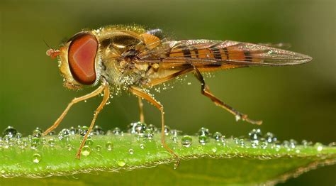 Brown Flying Insect Macro Photography · Free Stock Photo