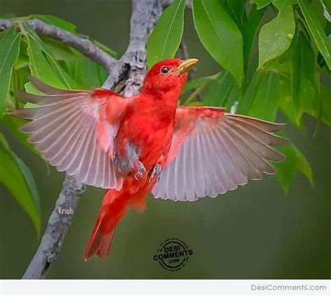 Beautiful Red Bird