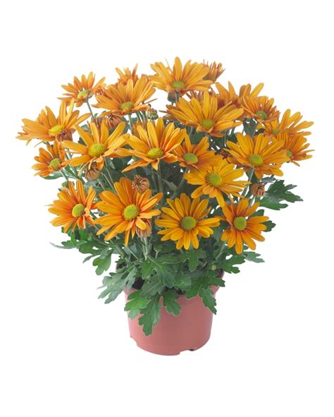 Chrysanthemum Indicum Breeze Orange Pot Mum Garden Center Marketing