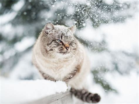 Gehirn Lippe Müll Katzen Im Schnee Kreuzung Ufergegend Bereit