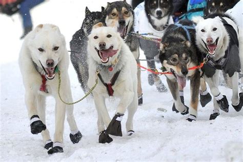 Iditarod Trail Sled Dog Race 2021 In Alaska Dates Dog Sledding