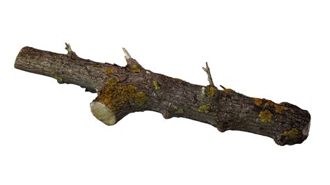 Branch Rotten Wood 3ds