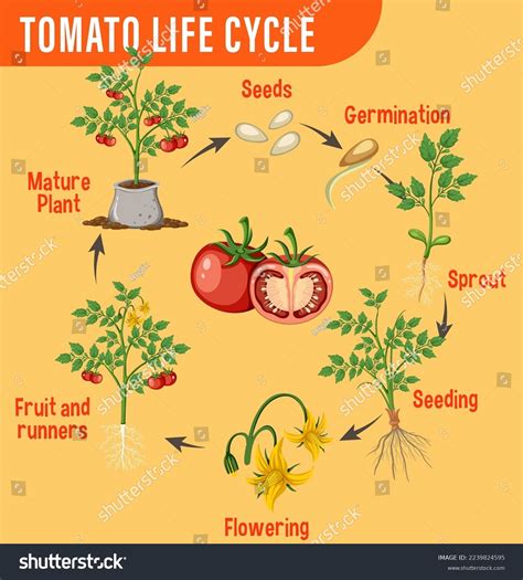 Life Cycle Tomato Plant Diagram Illustration Stock Vector Royalty Free