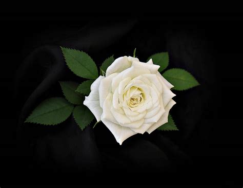 Background Image Twitter Desktop Wallpaper White Rose
