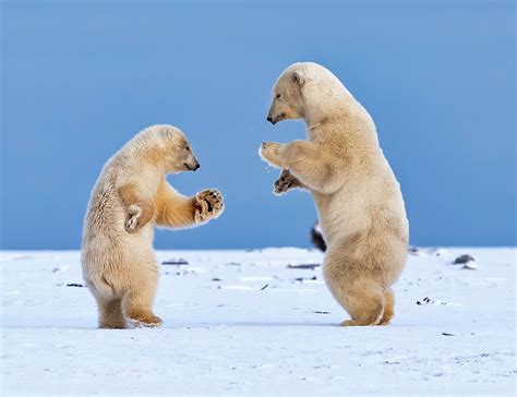 Dancing Polar Bears Blank Template Imgflip