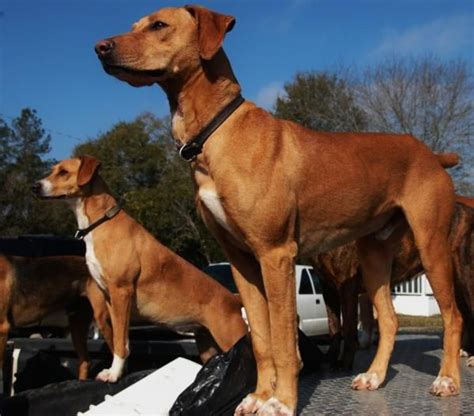 Mountain Curs A Special Breed Hunting Dog Names Mountain Cur Dog