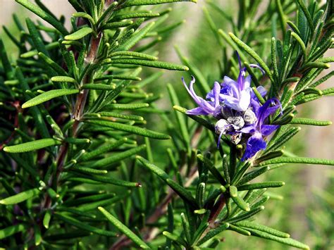 How To Grow Rosemary Growing Rosemary Plant In Containers Rosemary