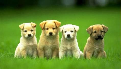 4 Tipe Rumah Anjing Paling Unik - Model dan Desain Rumah Pets-of-The