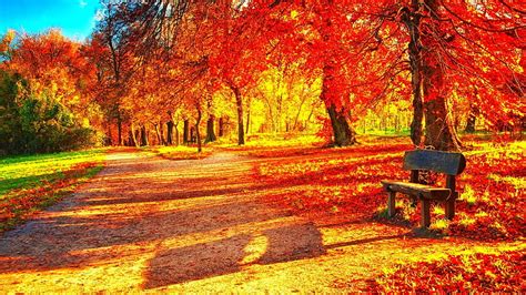 1920x1080px 1080p Free Download Sunrays In An Autumn Forest Park