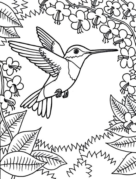 Hummingbird Coloring Pages | Bird coloring pages, Hummingbird colors, Animal coloring pages