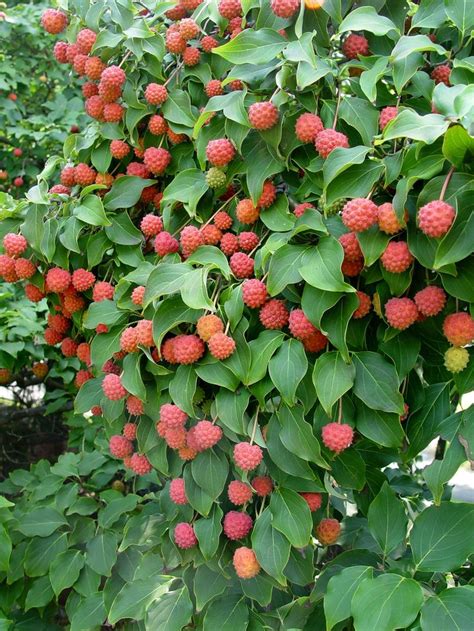 Get it as soon as thu, jul 15. Flowers Gardens: Kousa dogwood - fall fruit - edible to ...