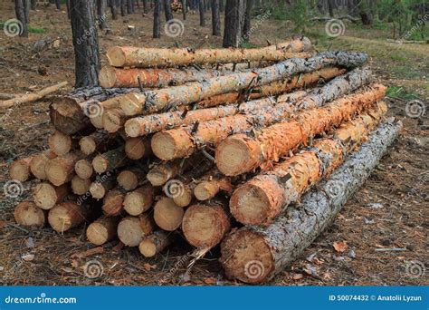 Freshly Cut Tree Logs Piled Up Stock Photo Image Of Woodland Bark