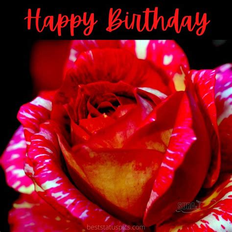 Happy Birthday Roses Images For Lover Girlfriend Her Best Status Pics