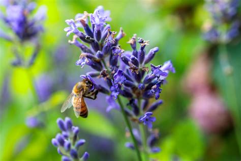 Bee Collecting Nectar From Lavender Flower Photo 8403 Motosha