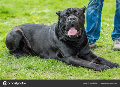 Cane Corso Black Dog On The Grass — Stock Photo © Zaynec 153320858