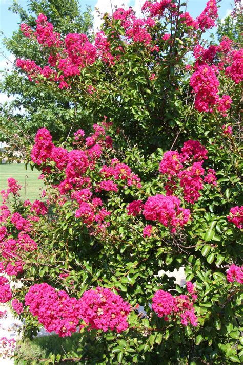 There are flowering trees such as palo verdes and desert willows, and thorny trees like honeylocust and mesquite, dotting the landscapes and in arizona, it is easy to find a place to get away from it all and settle into relaxation and discovery. Three ways to leave your shrubbery; crepe myrtle love ...
