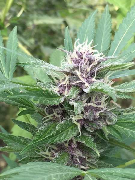 Royal Purple Kush Auto Emerald Triangle Seeds From The Experts In