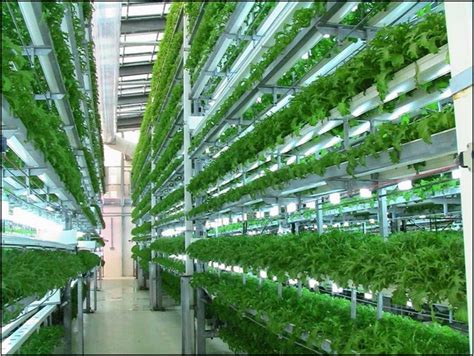 The Best Hydroponic System For Cannabis Home Improvement