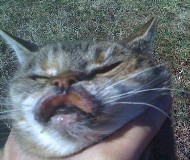 Lesions can also be inside the mouth. My parents cat nose seems to be reseeding. there was a ...