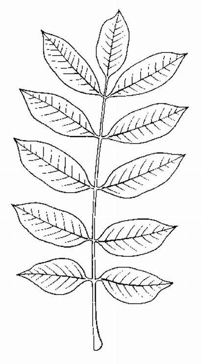 Poison Sumac Drawing Poisonous Toxicodendron Vernix Plants