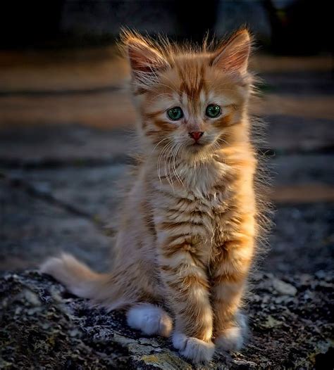 Ginger Kitten By Alla Serdyuk 500px Kittens Cutest Kittens Cats