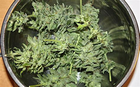 Autoflowering Cannabis Harvesting Guide Autoflowering Cannabis Blog