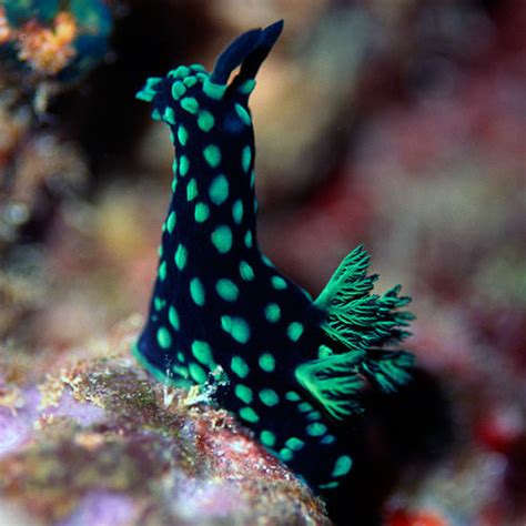 Animals Colorful Mollusk Mollusca Zoology Sea Slug