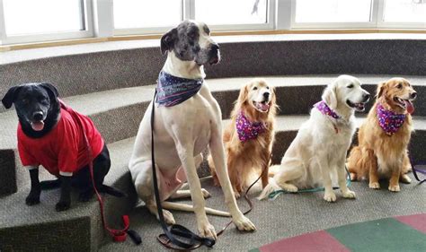 Find Tulsa Dog Training School