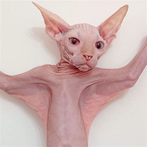 Sphynx Cats Are Not As Photogenic As Other Cats Pics Success Life Lounge