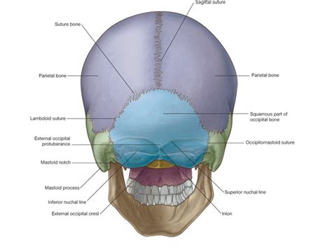 😀 Occipital Bone Anatomy The Occipital Bone 2019 01 19