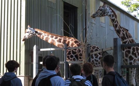 Paignton Zoo Provides Insight Into Conservation Richard Huish College
