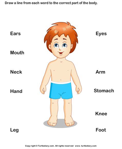 Body Parts For Kids Turtle Diary Worksheet