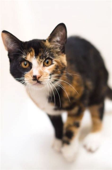 A Rare Male Calico Cat Was Brought To The Humane Society Silicon Valley