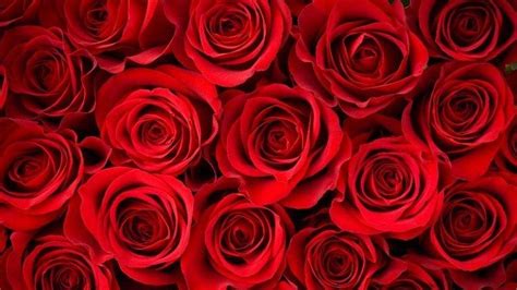 Red Roses Wallpapers Top Free Red Roses Backgrounds Wallpaperaccess