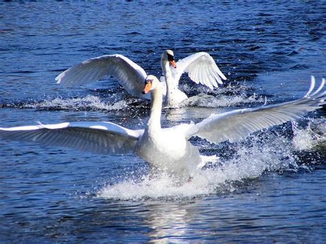 Swan Dive Photograph By Kbpic Fine Art America
